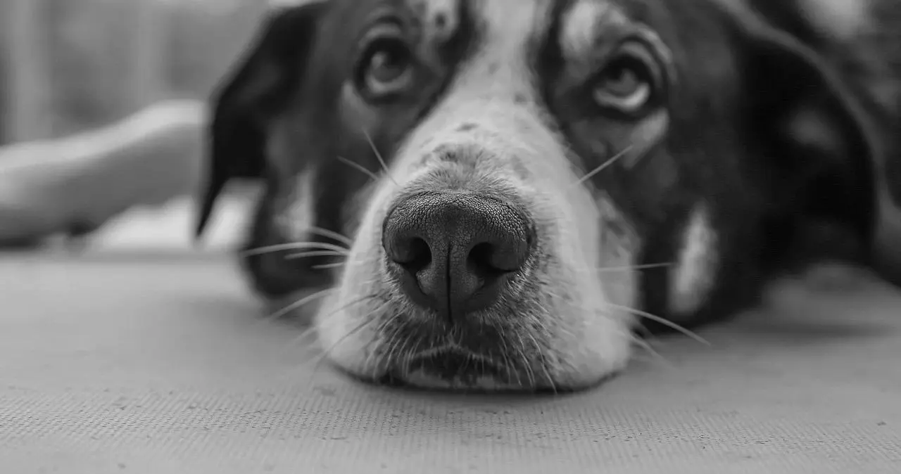 西檬之家k9犬系是什么?你的字母圈属性是什么 一