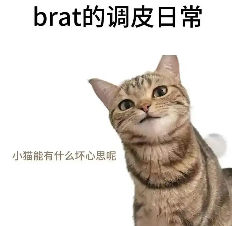 西檬之家k8是什么?你的字母圈属性是猫系还是犬系? 一